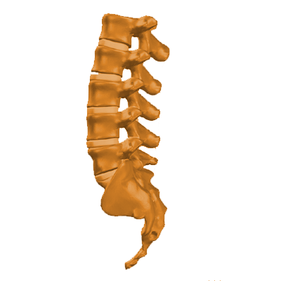 Spine Node